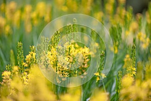 Bog asphodel Narthecium ossifragum, haze of yellow flowers photo